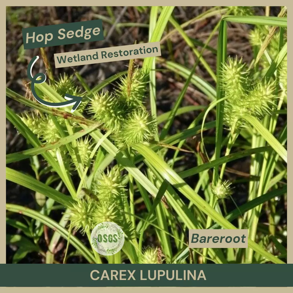 Bareroot Carex lupulina Hop Sedge Wetland Restoration Native - £14.00 GBP