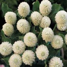40Seeds White Gomphrena Flower Seeds / Annual  SG - $14.75