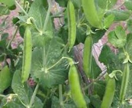 SGH Pea Seed, Little Marvel, Heirloom,  Non Gmo,  100+ Seeds, Perfect Peas - £6.95 GBP