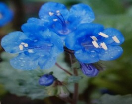 ArfanJaya California Bluebell Flower Seeds - £6.51 GBP