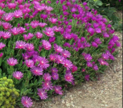 Magenta / Delosperma Coopers Hardy Ice Plant Ground cover - 5 unrooted c... - $79.78 MXN