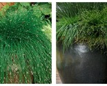 20 seeds Isolepis Cernua, Evergreen Fiber-optic Grass - $36.93