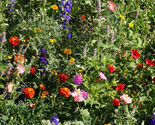1Gram 400 Seeds Wildflowers Mix Deer Resistant Mix Fast Shipping - $8.99
