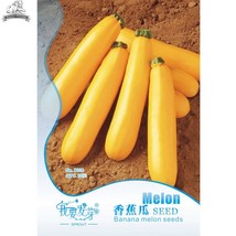 Cassabanana Sicana Odorifera Seeds Pack 10 Seeds Yellow Casbanan Musk Cucumber G - $20.00