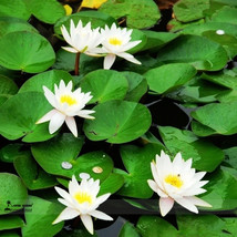 1 1 seed / pack Mini Purely White Bonsai Lotus Flower Seeds #A00189 - £3.61 GBP