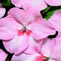 New Seeds 50 Impatiens Seeds Cascade Beauty Blush Seeds Trailing USA Seller - $18.00