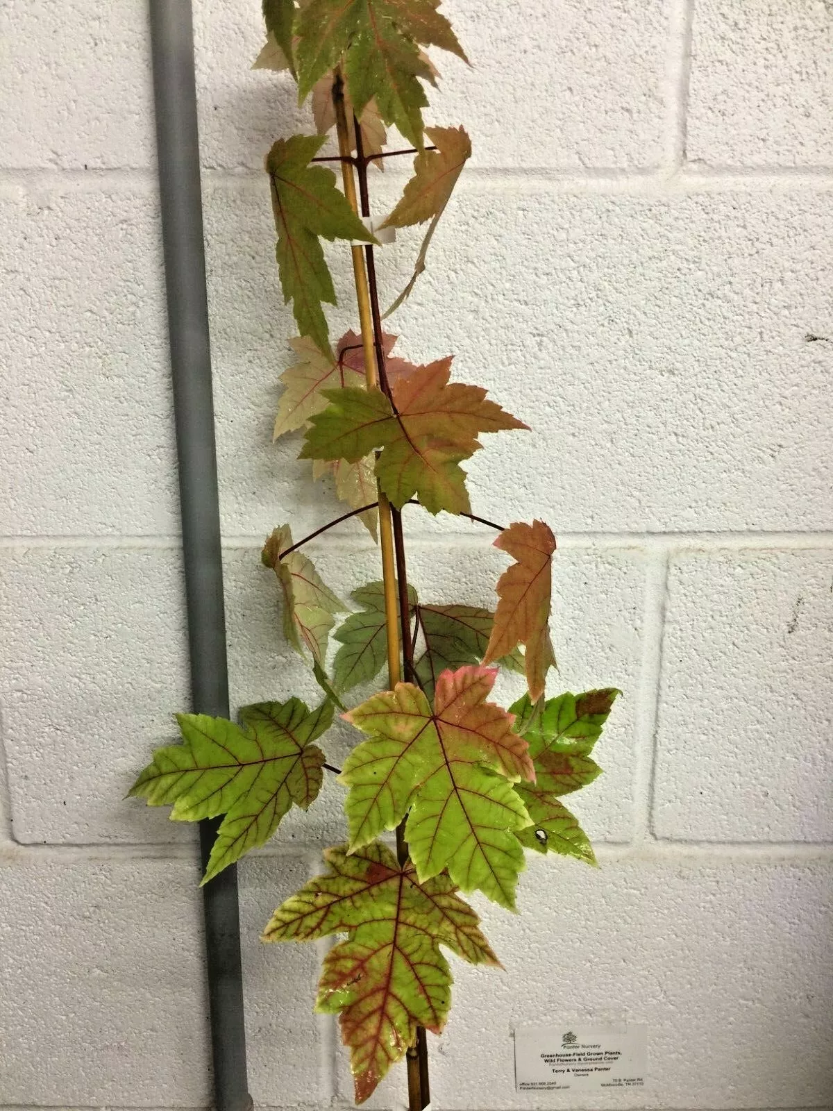 Autumn Blaze Maple - Fast-Growing, Brilliant Fall Color in a Quart Pot Item image 3