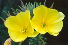 Common Evening Primrose Seeds Beautiful Yellow Flowers Fragrant  - £2.39 GBP
