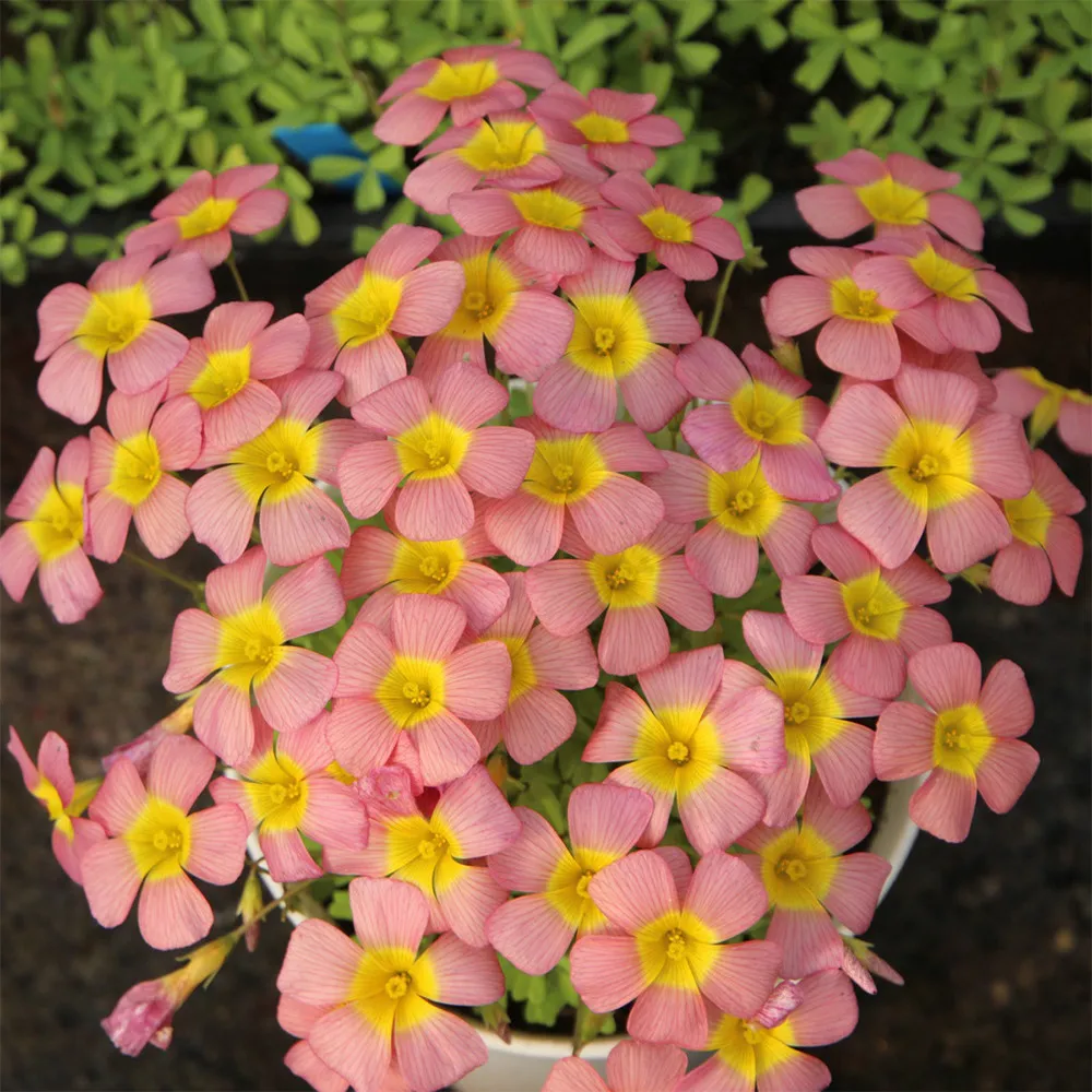 fresh Oxalis Obtusa Series Bulb - &#39;Summer Song&#39;, Pack of 5 Bulbs - £10.14 GBP