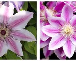 Candy Stripe Clematis Vine Two Toned Lavender and Pink Blooms 2.5&quot; Pot P... - £34.60 GBP