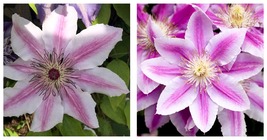 Candy Stripe Clematis Vine Two Toned Lavender and Pink Blooms 2.5&quot; Pot P... - £34.46 GBP