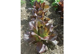Grow In US Organic French heirloom lettuce seeds Rouge d&#39;Hiver Fast One gram - £7.55 GBP