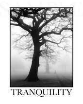 TRANQUILITY Inspirational Picture (8X10) New Fine Art Black &amp; White Prin... - $6.76