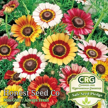250 Seeds Painted Daisy - $9.80
