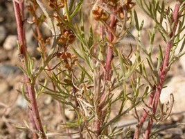 BPA 500 Seeds Beach Wormwood Artemisia Caudata Silvermound Red Sagewort Herb Flo - £7.79 GBP