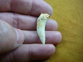 (f510-16) 1-1/8&quot; Enchodus Saber toothed Herring fish tooth Fossil I love... - $14.01