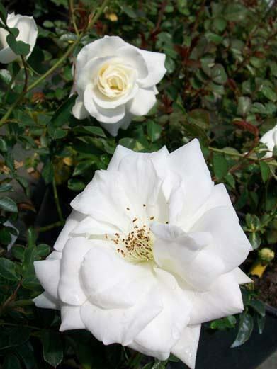 Iceberg Floribunda 1 Gal. Pure White Live Bush Plants Shrub Plant Fine R... - $33.90
