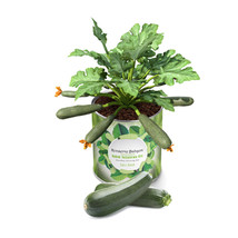 My Canned Garden Seedling Growing Kit Gum Pumpkin - £21.79 GBP