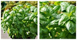 3&quot; Pot - Dolce Fresca Sweet Basil Herb - Strong Scent/Flavor - Vigorous Plant - £33.55 GBP