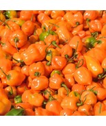 SEPTH Orange Habanero Pepper Seeds Capsicum Chinense B68 - $8.97
