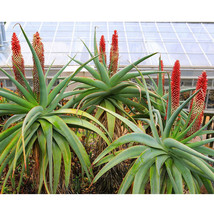 10 seeds Aloe speciosa Succulents Garden Plants  - $23.98