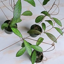 Wholesale 3 Hoya Sp Plants Tanggamus - £179.33 GBP