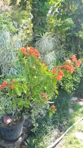 Live Plant Orange Gold Bougainvillea Plant Flower For Your Home Garden OSAM - £80.31 GBP