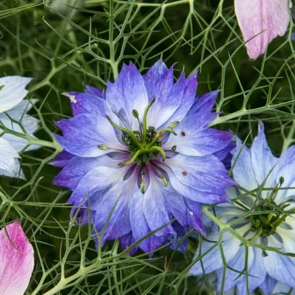 Fresh Love In A Mist Miss Jekyll Mix Flower Seeds Packet 2 Grams Mixed Colors Fu - £7.47 GBP