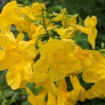 50 Organic Esperanza Seeds Yellow Bells Yellow Trumpetbush Elder Tecoma ... - $297.89 MXN