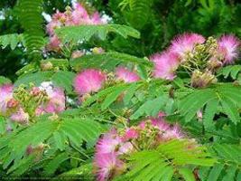 US Seller 200Pcs Mimosa tenuiflora Seeds High Germination  - £11.26 GBP