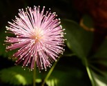 Medicinal Herb Shy Flower Mimosa Pudica Sensitive Plant  50 Seeds - $8.99