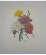 P J Redoute Beautiful Flowers Carnation Botanical Art Print Book Plate 89 - $16.62 CAD
