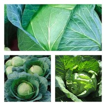 Variety Size Danish Ballhead Cabbage Sauerkraut Amager NON-GMO Seeds - $11.79+