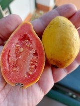 La Laguna Lemon Guava - Psidium guajava - 5+ seeds - Gx 107 - £1.59 GBP