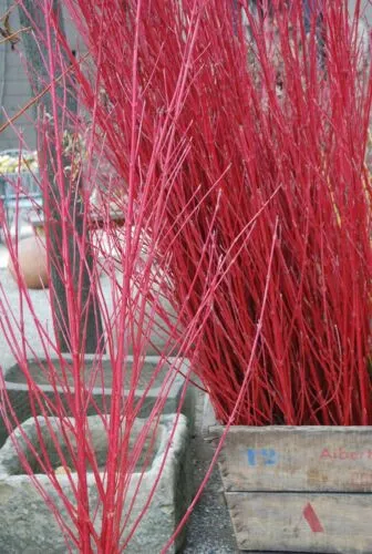 30 Red Osier Dogwood Shrub Seeds Cornus Sericea Red Twig Tree Bush Fresh - $12.50
