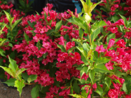 1 Ruby Red Weigela (Weigela Rubrun) 6-12&quot; in a 4&quot; Pot - £30.41 GBP