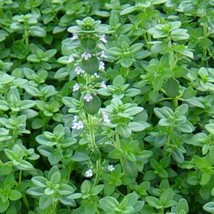German Winter Common Thyme Seeds 1000+ HERB GROUNDCOVER PERENNIAL - $8.98