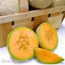 Mini Sugar Cubes Cantaloupe Seeds Gardening Easy Grow USA SHIPPING - $9.77