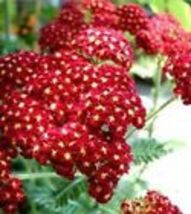 RED Velvet Yarrow Seeds (Achillea millefolium) Red Ruby Organic Herb 100... - $11.50