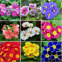 Mixed 9 Types of Primrose, 30 bonsai beautiful scabish Evening seeds, - £9.15 GBP