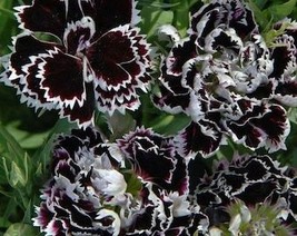 USA Seller Dianthus Chinensis Heddewigii Black And White Minstrels Pink ... - £13.83 GBP