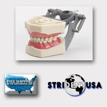 Dental Typodont Pediatric 760 Model With Removable Ivorine Teeth - £33.62 GBP