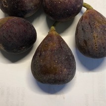 10 Black Mission Fig Seeds US Seller Fast Shipping - $7.85