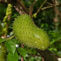 Soursop Seeds Annona Muricata Packet Of 2  Seeds US Seller Fast Shipping - £7.77 GBP