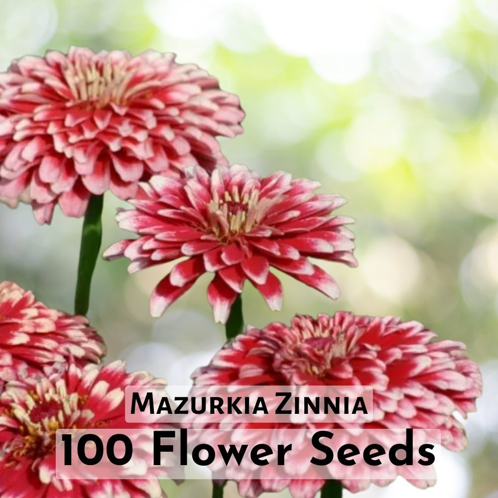 100 Mazurkia Zinnia Flower Seeds | Striking Bicolor Zinnia Seeds for Garden - $11.90