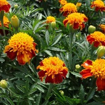 French Marigold Orange Flame Double Dwarf Beneficial Plant NON GMO 100 S... - $7.36