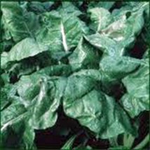KKG Spinach Seed America 100 Seeds Spinach Seeds Fresh Garden - $7.89