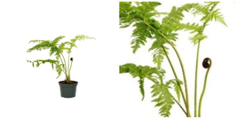 Cyathea Cooperis Tree Exotic Vascular Excellent In / Outdoors Plant 4&quot; Pot - C2  - £46.23 GBP