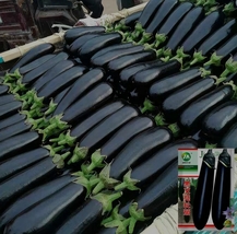 400 Seeds, Black Long Eggplant Seeds ZZ-1753 - £12.20 GBP