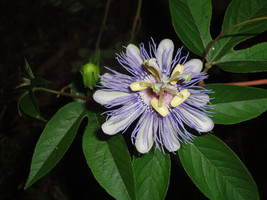 Passion Flower, Purple Passion Flower, Maypop, Apricot Vine, 11 Seeds Fresh Gard - £8.55 GBP